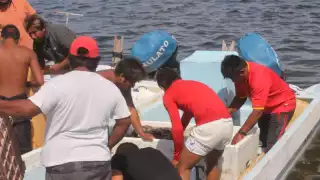 Inician proyecto en el Litoral Oriente de Yucatán para evitar la extinción del pepino de mar