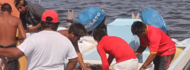 La Federación Regional liberó 800 ejemplares de holoturias en jaulas, en esta zona del estado