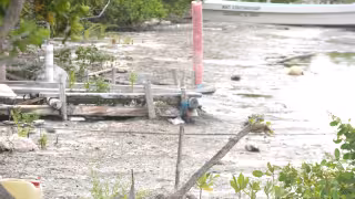 Denuncian grave contaminación en manglares de Cozumel por descargas de aguas negras