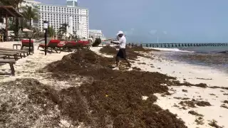 Dos empresas de Quintana Roo venden el sargazo para producir maquillaje y pinturas