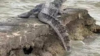Ibanqroo llama a ciudadanía a extremar precauciones con cocodrilos de la bahía de Chetumal