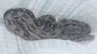 Detectan aumento de presencia de serpientes en Progreso por las bajas temperaturas