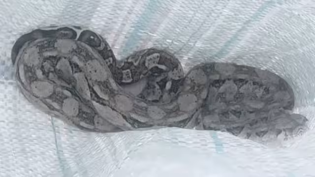 Exhortan a cuidar las serpientes en caso de avistamientos