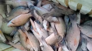 Se desploma el precio del pargo en Champotón