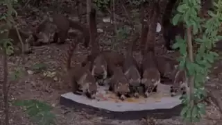 Alimentar fauna silvestre con comida humana genera dependencia y enfermedades