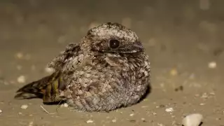 La leyenda maya del pujuy, el ave nocturna que ronda los caminos de Yucatán 