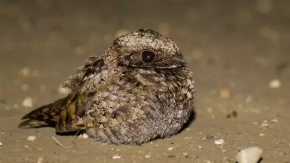 El pujuy prestó su bello plumaje al pavo real El pujuy prestó su bello plumaje al pavo real
