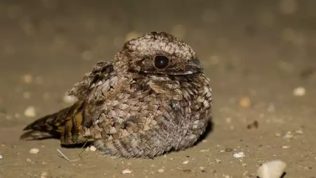 El pujuy prestó su bello plumaje al pavo real