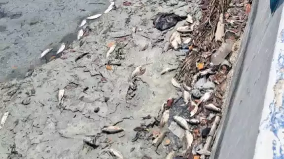 Contaminación en Sabancuy: pescadores tiran peces muertos y causan malos olores en el malecón