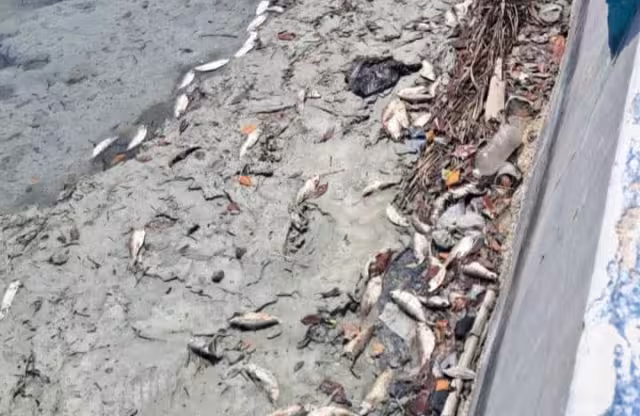 Contaminación en Sabancuy: pescadores tiran peces muertos y causan malos olores en el malecón