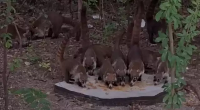 Alimentar fauna silvestre con comida humana genera dependencia y enfermedades