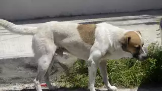 Maltrato animal en Cancún: Registran más de 220 denuncias  al día y sólo 10 casos son atendidos