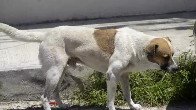 Autoridades planean implementar arrestos de hasta 36 horas y multas económicas para generar precedentes