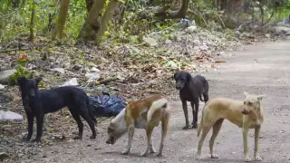 Quintana Roo registra aumento en casos de parvovirus en perros