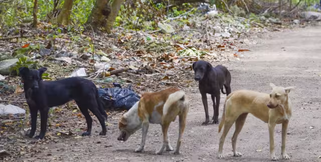 La prevención contra este padecimiento es anual
