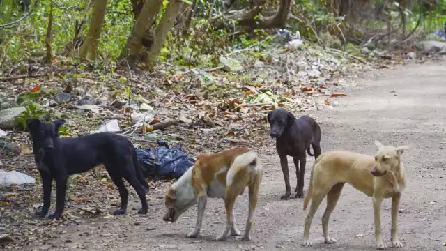 La prevención contra este padecimiento es anual