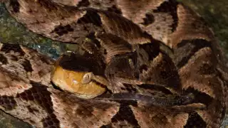 No se debe intentar capturar o matar a la serpiente