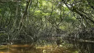 Amenazas como la construcción de hoteles, desarrollos inmobiliarios y carreteras en zonas costeras provocan la destrucción directa del manglar