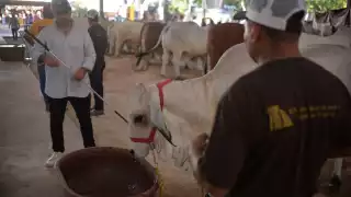 Actualmente, en el municipio de Tzucacab se contabilizan 10 animales con gusano barrenador