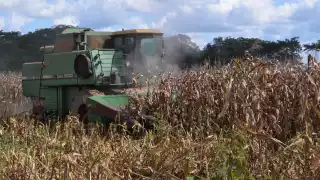 Hopelchén inicia trilla de maíz en 60 mil hectáreas con producción estimada de 300 mil toneladas.