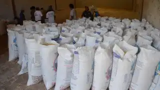 Productores de Hopelchén acordaron vender 30 mil toneladas de maíz blanco al programa federal Alimentación para el Bienestar (antes Seguridad Alimentaria Mexicana).
