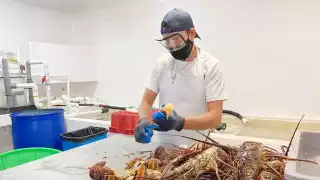 Producción de langosta cae 20% en Punta Herrero y Mahahual