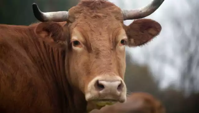 Plan piloto en Yucatán busca frenar al gusano barrenador del ganado