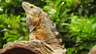 En Yucatán, el mono aullador y la iguana de cola espinosa son amenazadas.
