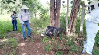 Investigaciones arrojaron que al menos el 50% de abejas en Ich-Ek perecieron por el Fipronil