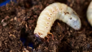 La última semana Yucatán confirmó tres nuevos contagios; ya suma 23 en 14 municipios