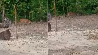 Guardaparques captan en video a un puma en la Reserva de la Biosfera Balam Kú.