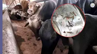 La Secretaría de Desarrollo Agropecuario informó sobre el primer caso de gusano barrenador detectado en Candelaria, Campeche