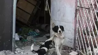 Vecinos acusaron que un hombre estaba maltratando a un perrito en la colonia de El Valle