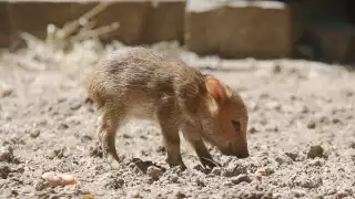 Se cree que el pecarí era la mascota de algún residente de la zona