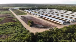 Industria porcícola bajo revisión: Semarnat y Profepa obligadas a supervisar granjas