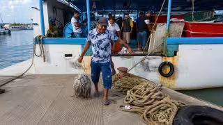 Yucatán enfrenta un mal inicio de temporada de pulpo