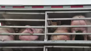 Las granjas porcícolas y avícolas son responsables del mal olor