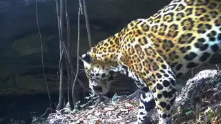   Captan en video a jaguar descendiendo a un cenote en Yucatán   