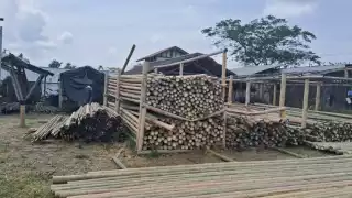 En  Quintana Roo se han detectado 7 especies de las mil 750