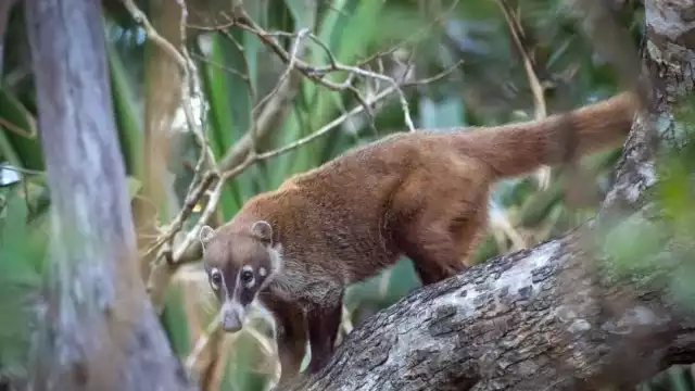 Pobladores ven cómo ayudar a la fauna silvestre a sobrevivir durante la temporada de sequía