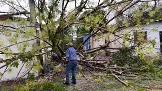 Lluvias provocan caída de un árbol; estuvo a punto de destrozar una vivienda en Escárcega