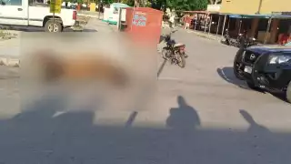 Reportan la muerte de una yegua en Dzidzantún por presunto golpe de calor