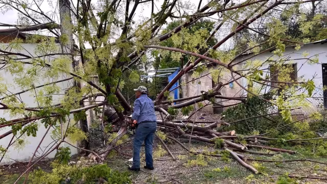 El árbol quedó solo a unos metros de desaparecer la vivienda.