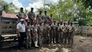 Intensifican el control del gusano barrenador que azota en Yucatán desde hace cinco meses