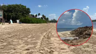 Debido a la cantidad de la macroalga, se realizan estudios de su origen, causa y que lo provoca