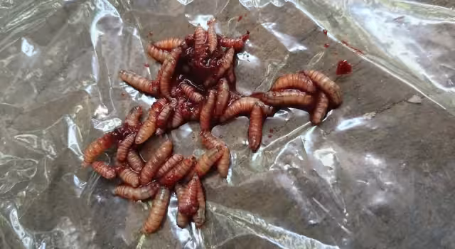 Fauna silvestre bajo cuidado profesional también afectada por el gusano barrenador