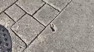 Una diminuta huella en el pavimento sorprende a campechanos.