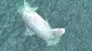 Ballena de más de 10 toneladas recala en el puerto de Progreso: Autoridades intentan rescatar el cuerpo  