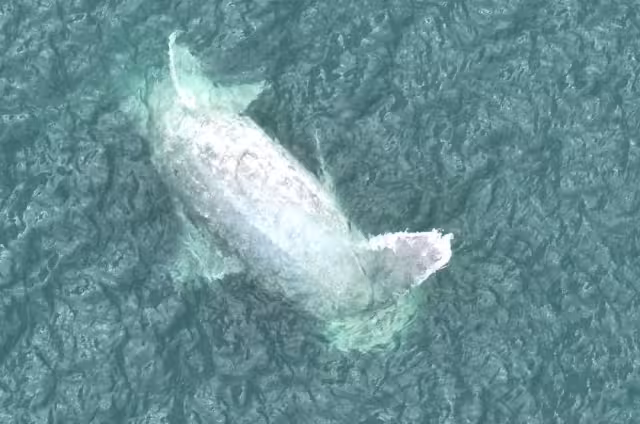 Hasta el momento se desconocen las causas del varamiento