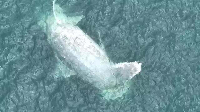 Hasta el momento se desconocen las causas del varamiento